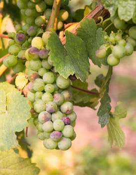Vineyard with fresh grapes in Trier, Moselle Valley in Rhineland Palatiane in Germany