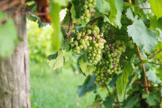 Vineyard with fresh grapes in Trier, Moselle Valley in Rhineland Palatiane in Germany