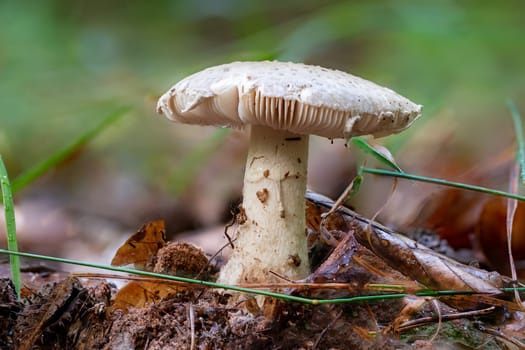 Close up of a agaric mushroom between pine needles and moss