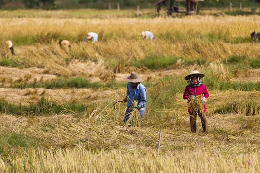 THAILAND- NOVEMBER 17:Farmers are harvesting rice, During harvest time on NOVEMBER 17, 2012 in Phra Nakhon Sri Ayutthaya, Thailand.