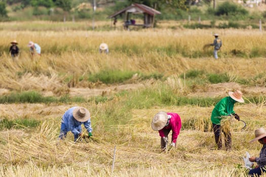 Farmers are harvesting rice, During harvest time in Thailand