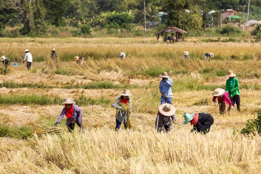 THAILAND- NOVEMBER 17:Farmers are harvesting rice, During harvest time on NOVEMBER 17, 2012 in Phra Nakhon Sri Ayutthaya, Thailand.