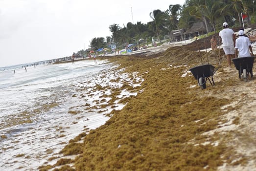 Sargazo on Mexican beach during vacation in Quintana Roo, Mexico