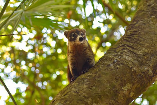 Coati among the tree branches in Quintana Roo, Mexico