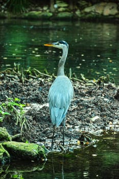 Gray heron in mexico in wildlife nature