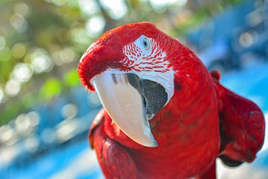 Red parrot guacamaya close up, selective focus image