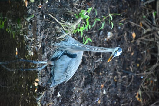 Gray heron in mexico in wildlife nature