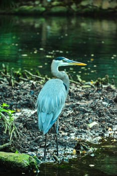 Gray heron in mexico in wildlife nature