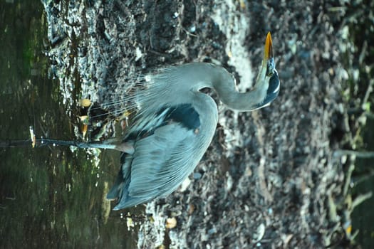 Gray heron in mexico in wildlife nature
