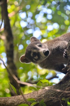 Coati among the tree branches in Quintana Roo, Mexico