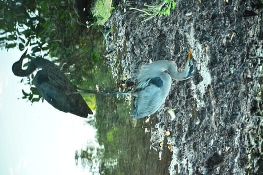 Gray heron in mexico in wildlife nature