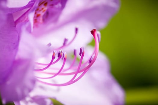 Macro shot of a pink rhododendron flower with easily recognizable stamens in front of blurred petals and a green background.