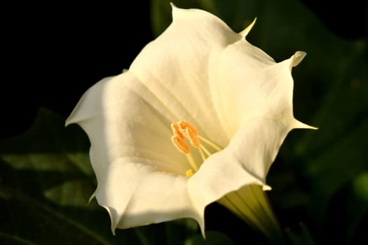 thorn apple with flower in sun