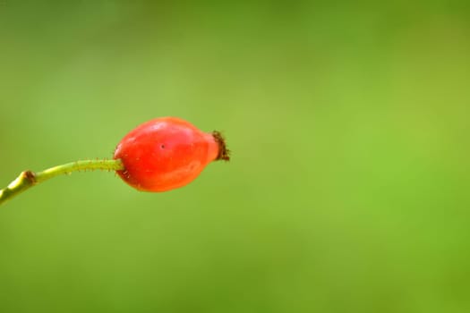rose hip on a green, empty background
