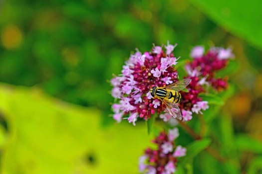 Palearctic hoverfly on a thyme flower
