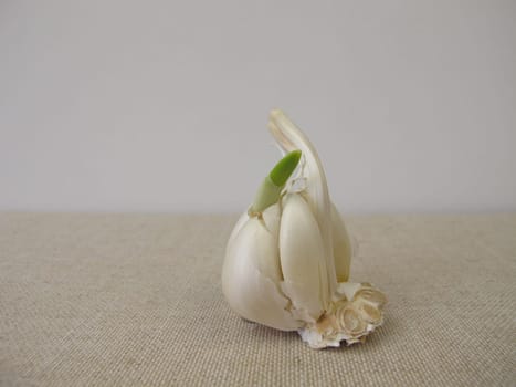 Sprouting garlic with green shoot and seedling