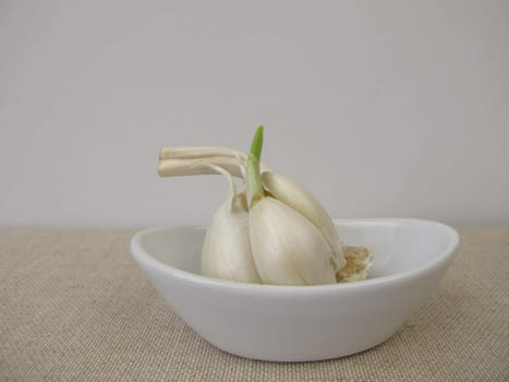 Sprouting garlic with green shoot and seedling