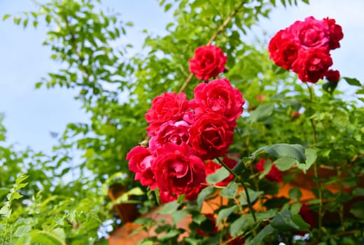 fragrant roses in the garden