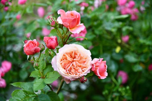 fragrant roses in the garden
