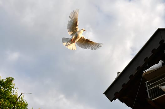 Pigeon on a dovecote in good weather