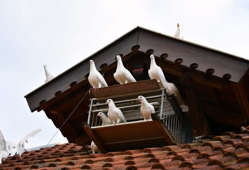 Pigeon on a dovecote in good weather