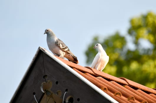 Pigeon on a dovecote in good weather