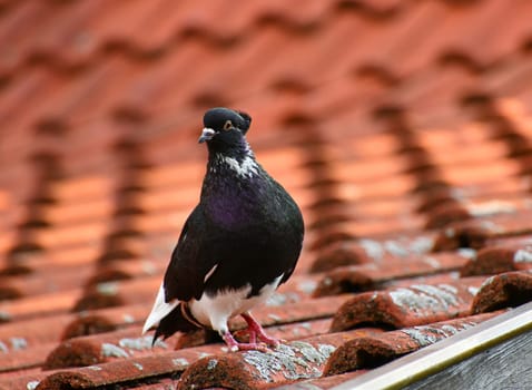 Pigeon on a dovecote in good weather