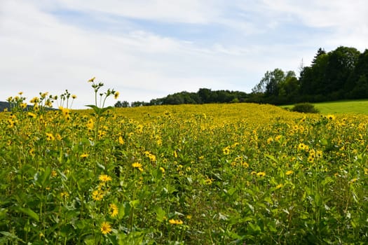blooming Silphium perfoliatum