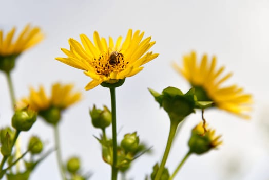 blooming Silphium perfoliatum