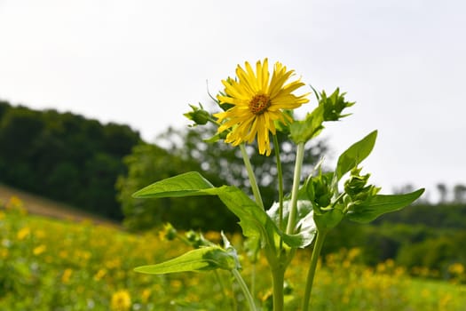 blooming Silphium perfoliatum