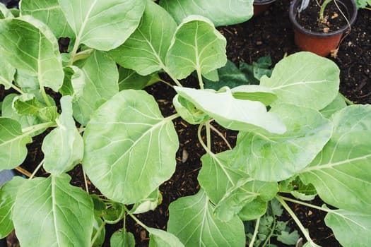 Growing brussels sprout in a raised bed in the garden