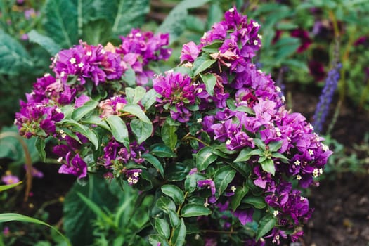 Purple bougainvillea plant in the garden in summer
