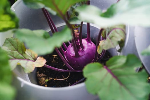 Growing purple kohlrabi in the garden with snail collar