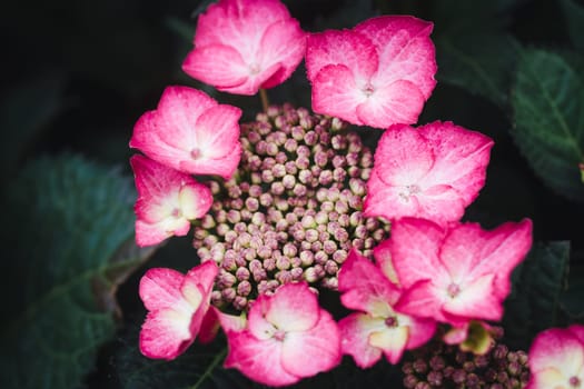 Blooming hydrangea plant in the garden at daytime