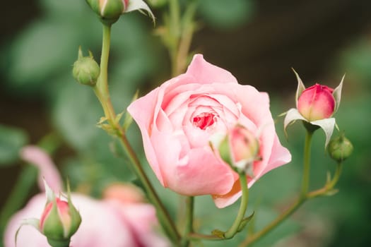 Light pink English garden rose in the garden at daytime