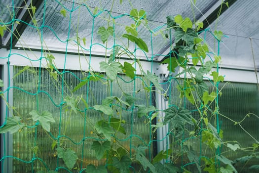 Growing cucumbers in a greenhouse with climbing aid nets