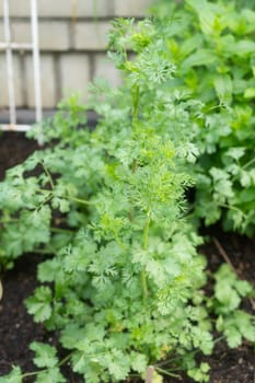 Coriander in the garden. High quality photo