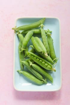 Fresh harvested peas on a light blue platter on a pink table