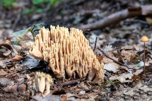 Close up of a salmon coral Ramaria formosa mushroom between pine needles and moss