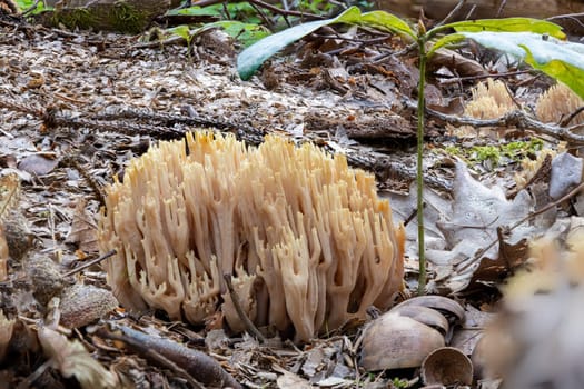 Close up of a salmon coral Ramaria formosa mushroom between pine needles and moss