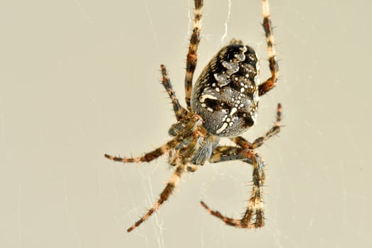 a garden spider in its web in a macro