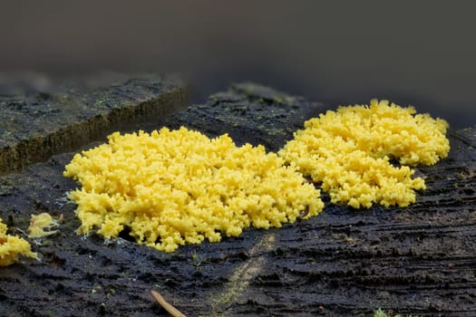 Close up of the yellow tufted fuligo septica on a rotting tree trunk