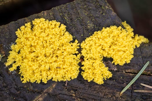 Close up of the yellow tufted fuligo septica on a rotting tree trunk