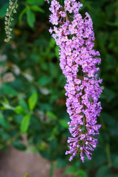 Buddleia flower also known as Butterfly bush, summer lilac.