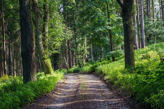 Walking path in forest. Forest road.