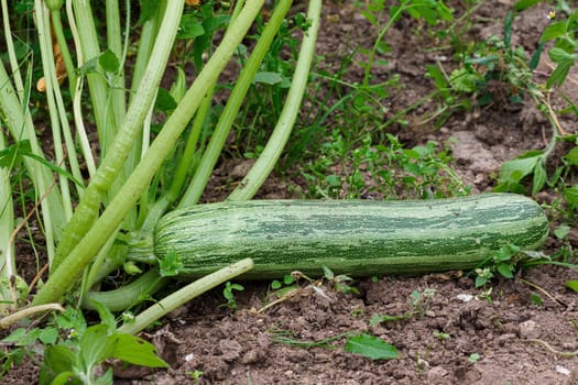 Green zucchini in garden. Growing zucchini on a vegetable garden.