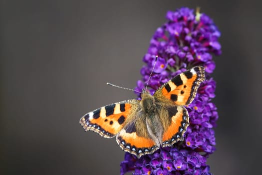 Orange Tortoiseshell butterfly (Aglais urticae) feeding on Buddleia flower also known as Butterfly bush, summer lilac.