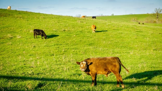 Cows grazing on a pasture in Central Kentucky