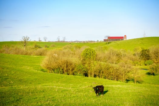 A black cow on a pasture in Central Kentucky