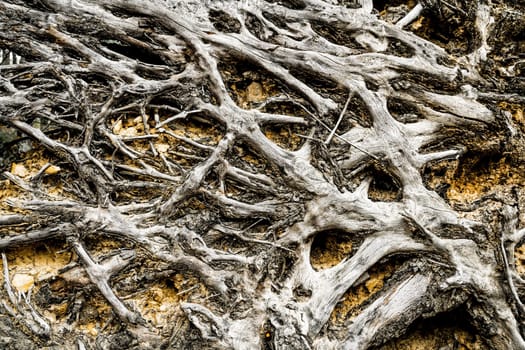 Close-up image of roots of a fallen tree